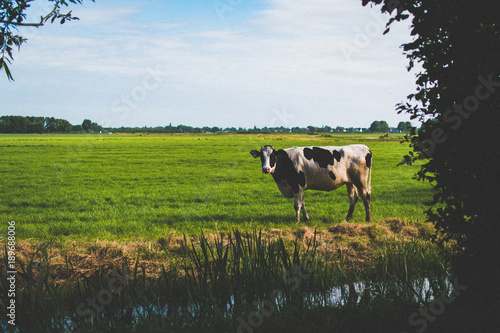 cow in meadow