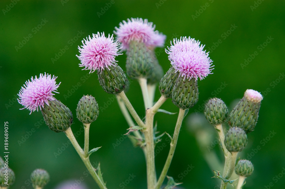 Obraz premium Canadian Thistle