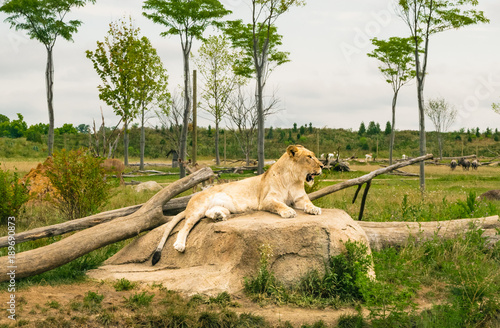 A lion laying on a rock.