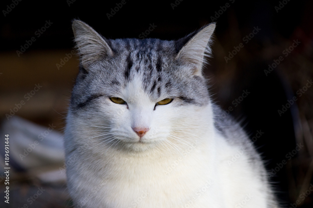 猫 猫