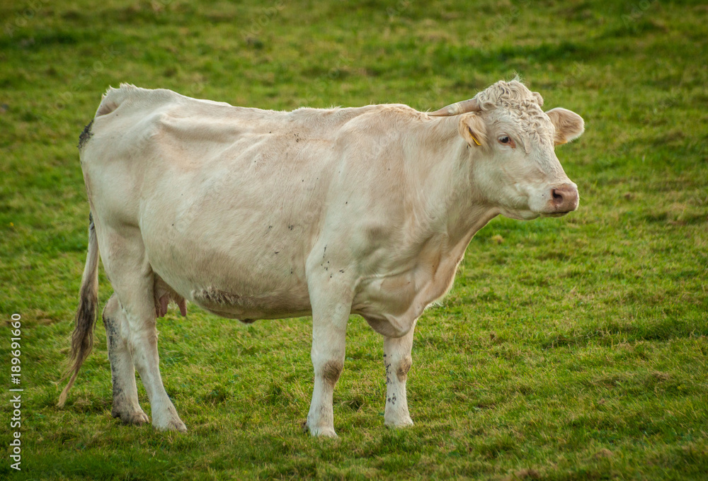 Beige Milk Cow on Pasture