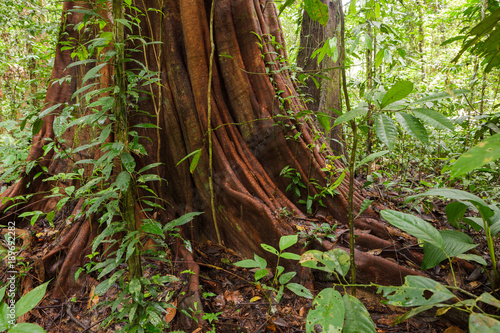 Big tree deep in rainforest Borneo Malaysia