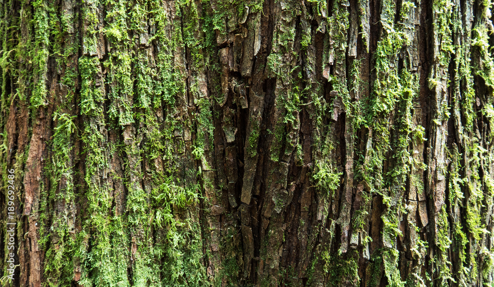 Tree bark with moss.