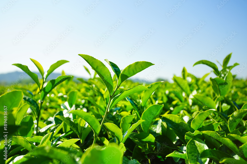 Landscape of tea plantation, Green field
