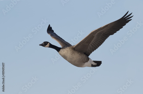Canada goose flying in blue sky