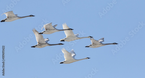 Trumpeter swans winter migration