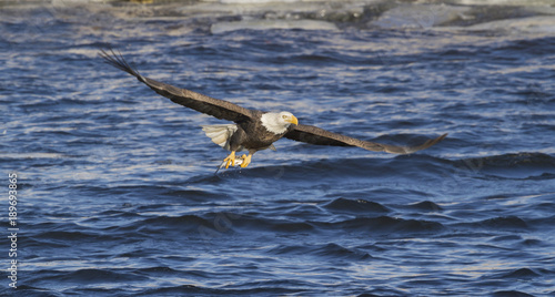 Bald Eagle flying with fish over Mississippi River
