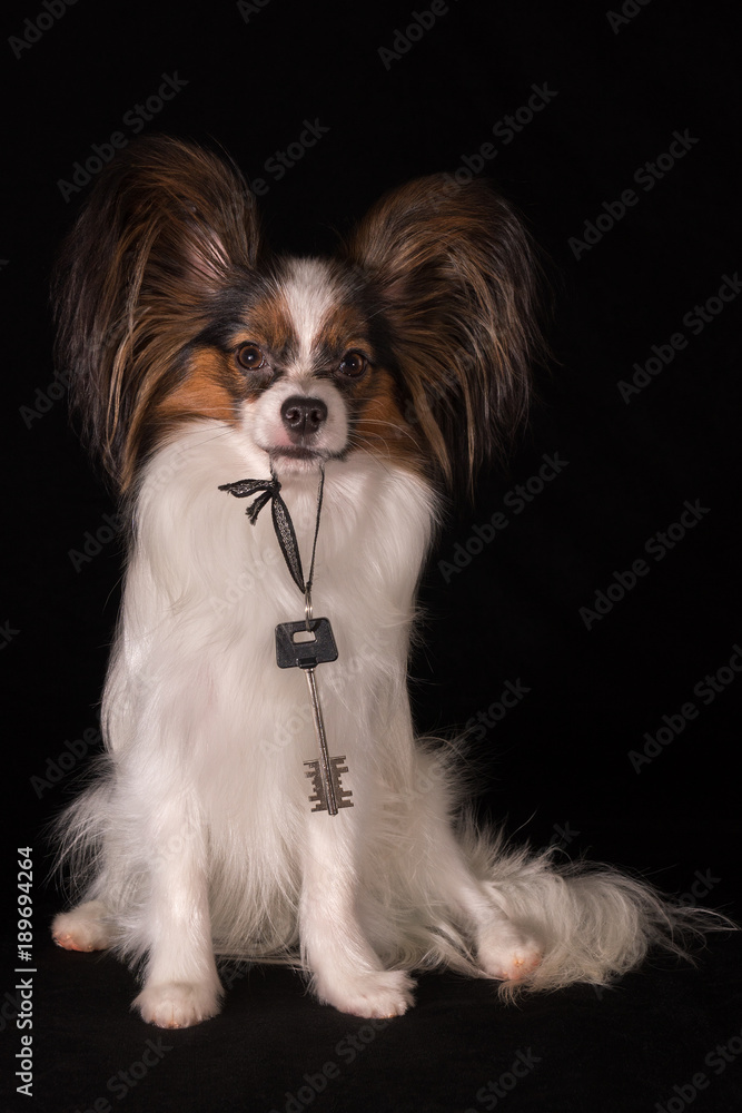 Beautiful dog Continental Toy Spaniel Papillon holds key in the teeth from the new apartment black background, housewarming Stock-foto | Adobe