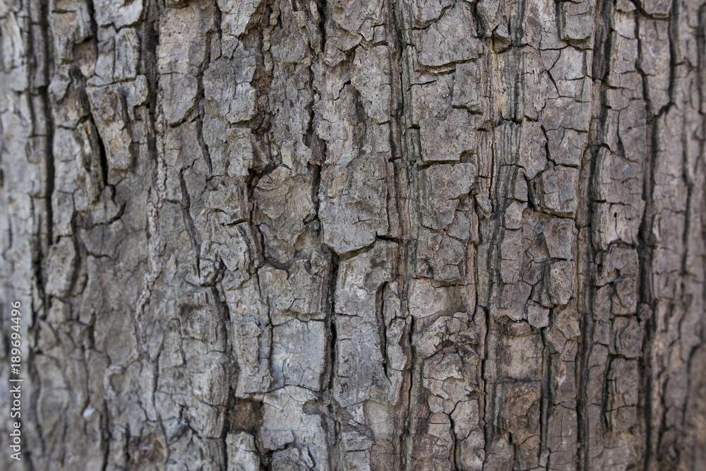 Barked pattern of vertical bark Barked pattern of vertical bark