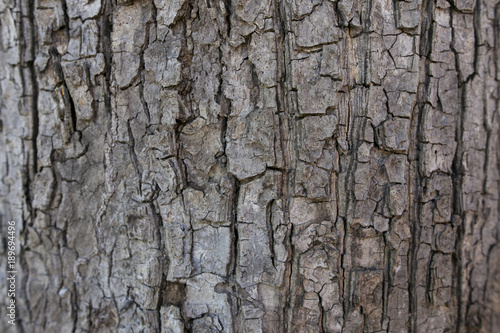 Barked pattern of vertical bark