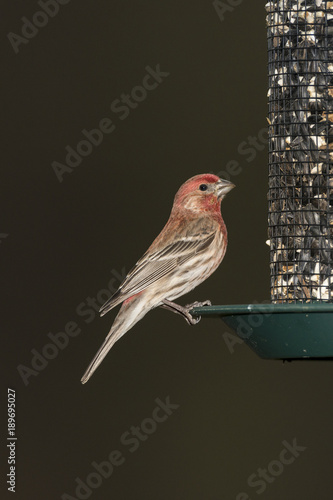 Male House Finch on seed feeder.