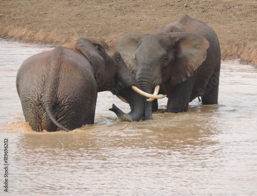Photography elephants 2