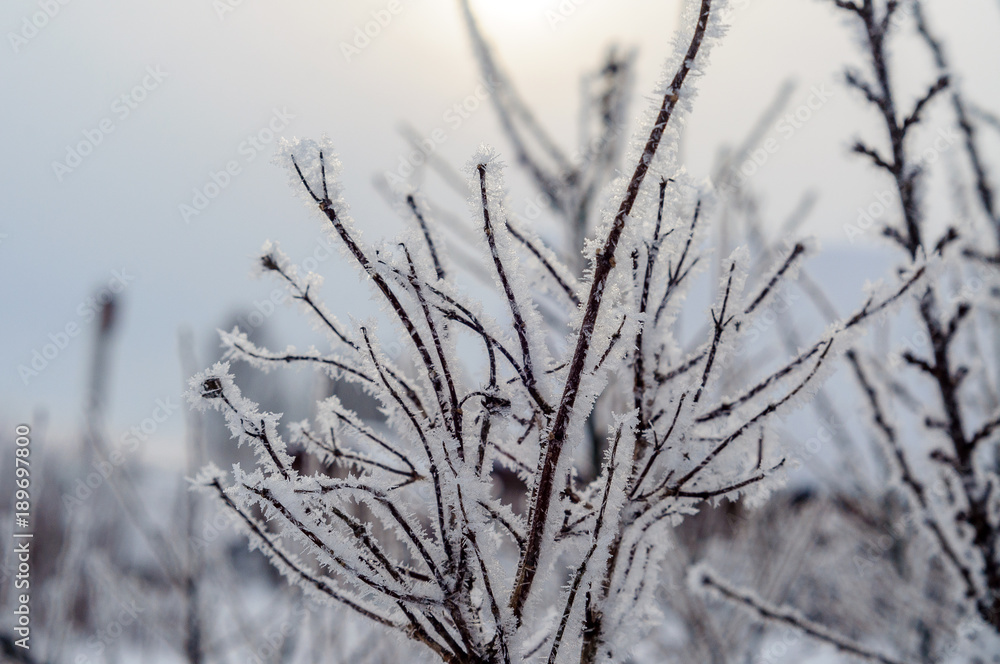 Tree branches iced over, and were covered with frost and snowflakes on a frosty winter morning. Tree branches iced over, and were covered with frost and snowflakes on a frosty winter morning.