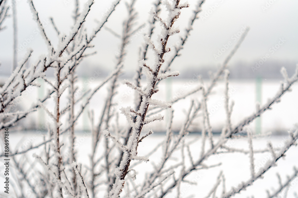 Tree branches iced over, and were covered with frost and snowflakes on a frosty winter morning. Tree branches iced over, and were covered with frost and snowflakes on a frosty winter morning.