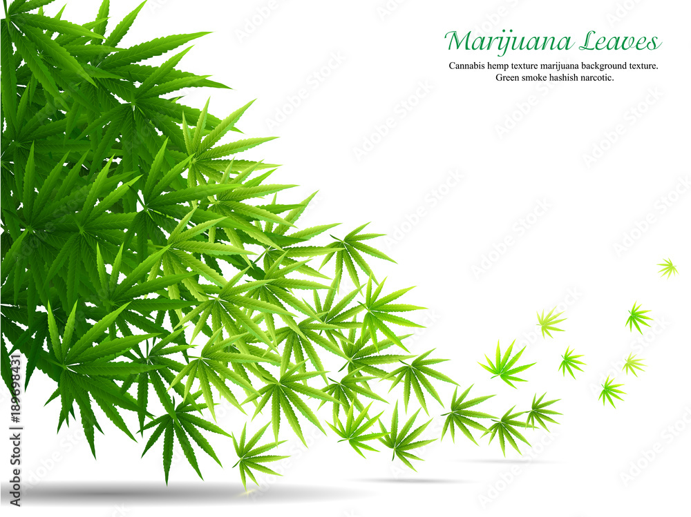 Naklejka premium Frame formed with hemp (marijuana) leaves isolated on white.