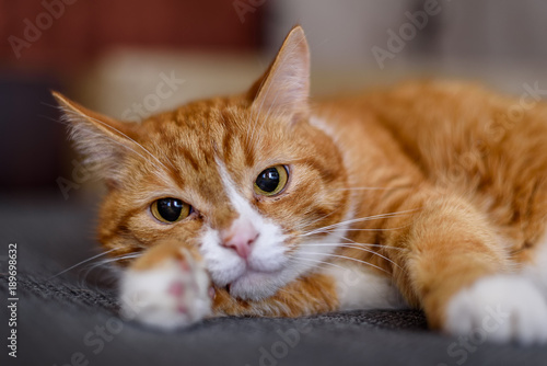 portrait of a domestic cat © shymar27