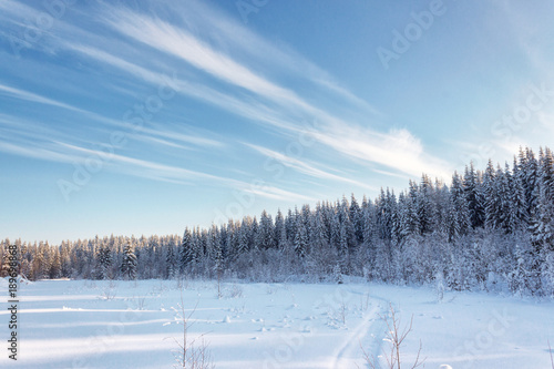 Winter snowy forest under a sky with clouds