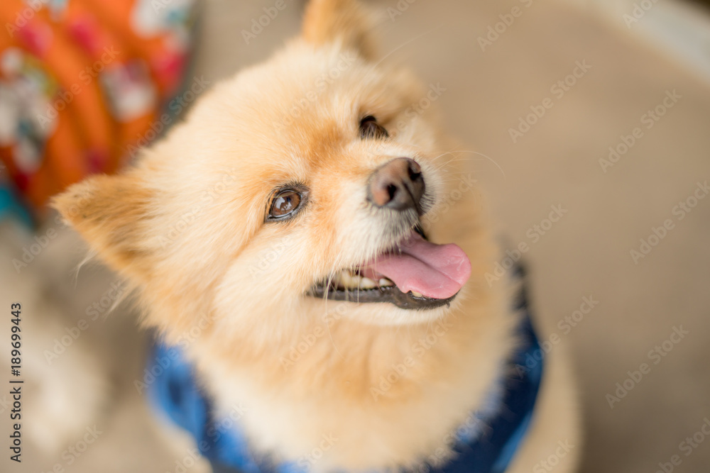 Close up portrait of Happy little dog Close up portrait of Happy little dog
