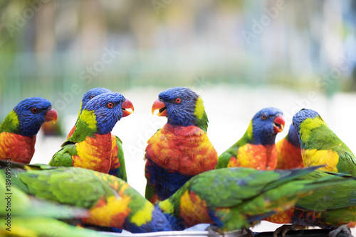 Group of lorikeets chatting together