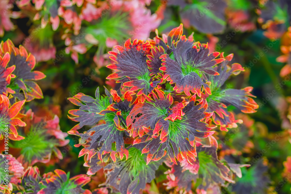 Trees with beautiful leaves in the garden.