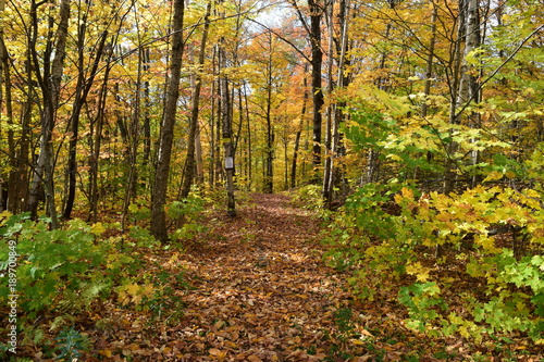 autumn in forest