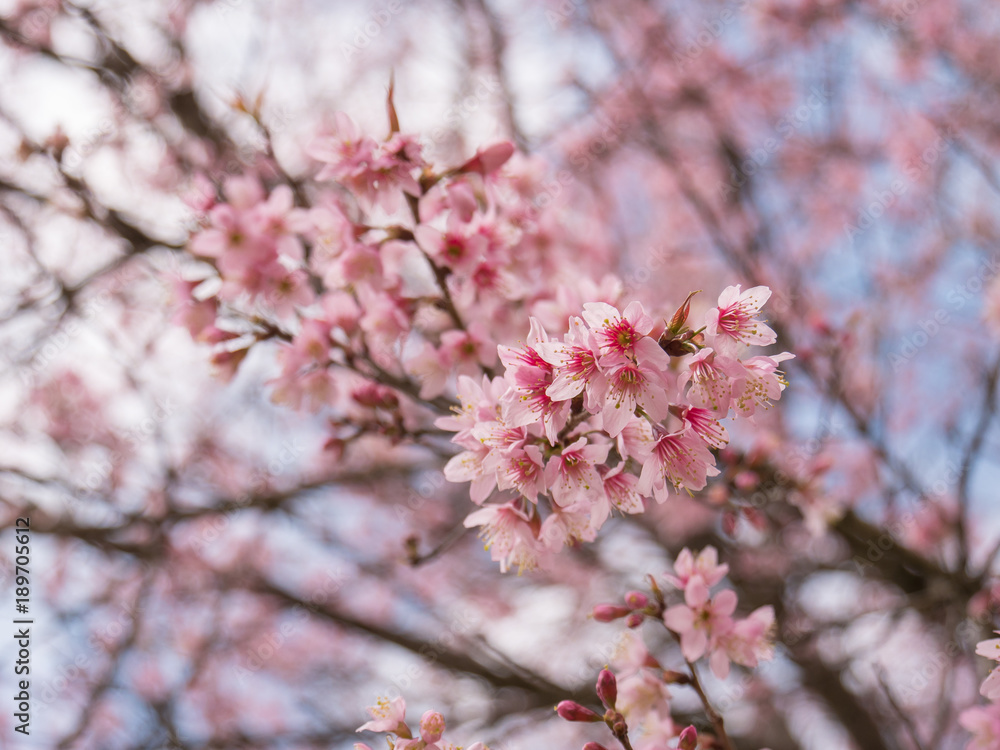 Cherry blossom flowers and blooming at spring season. Cherry blossom flowers and blooming at spring season.