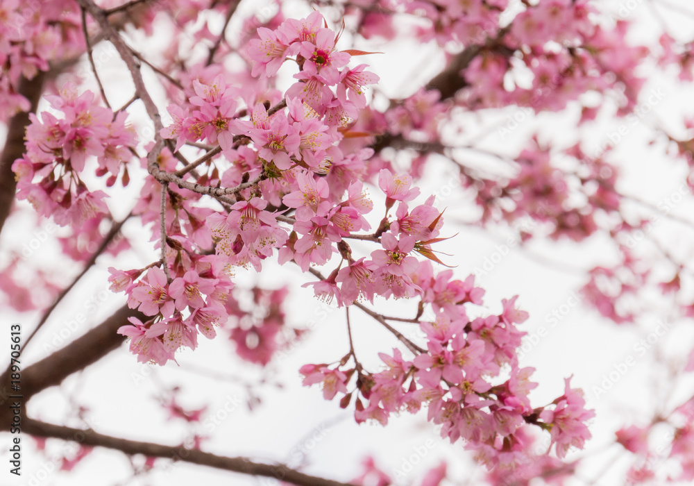Sakura flowers blossom