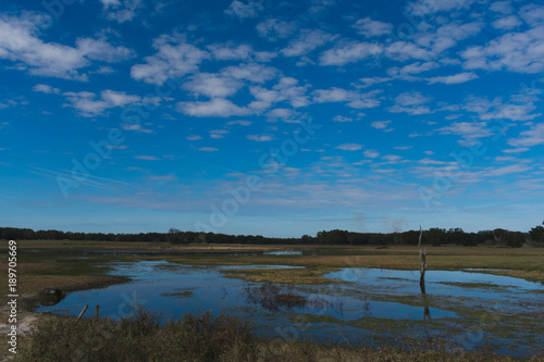 Florida Pond