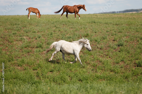 Fototapeta Naklejka Na Ścianę i Meble -  Horses on a green field