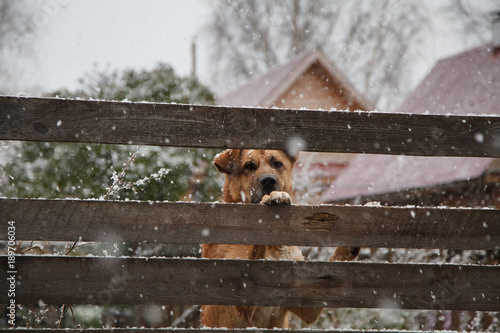 a sad dog behind a fence in winter