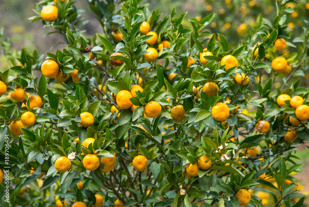 fresh orange on tree.