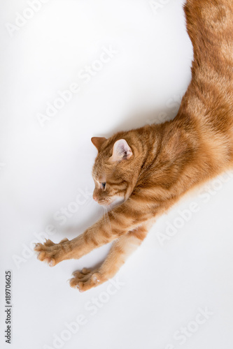 Fototapeta Naklejka Na Ścianę i Meble -  Super Kitty Saves the World