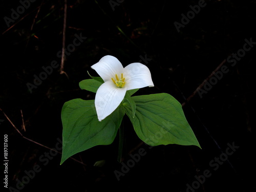 Bold trillium laid on top a black drop