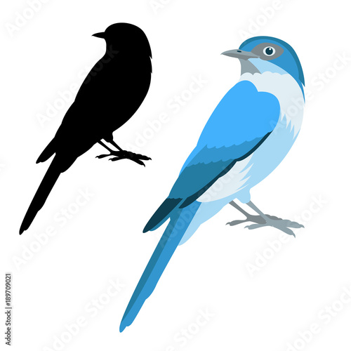 Flycatcher  bird vector illustration flat style black silhouette