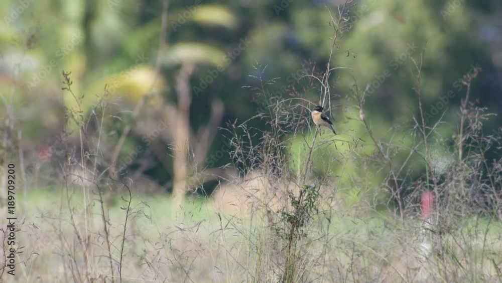 stonechat bird is resting on the plant shoot in the agricultural area stonechat bird is resting on the plant shoot in the agricultural area