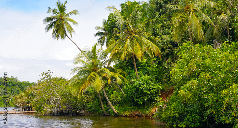 Tropical palm forest on the river bank. Wide photo. Tropical palm forest on the river bank. Wide photo.
