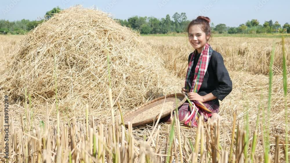 4k video of farmer woman sitting and smiling and looking rice and threshed rice in field, Thailand 4k video of farmer woman sitting and smiling and looking rice and threshed rice in field, Thailand