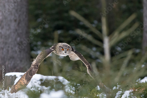 eagle owl flying in winter forest