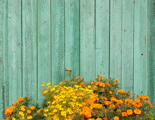 a flowerbed with yellow and orange flowers against a pale green fence
