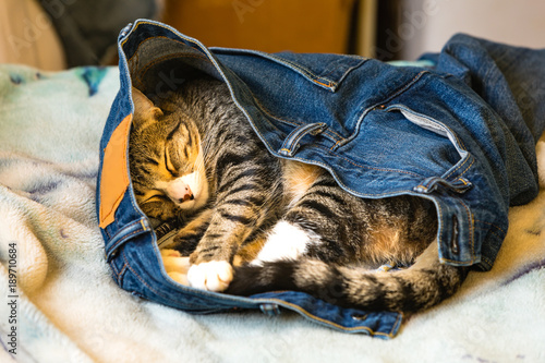 An adorable kitten sleeping in someones blue jeans on a bed