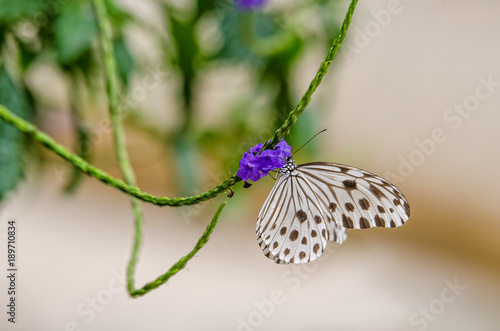 Ideopsis Gaura Perakana butterfly resting on the flower in the garden. photo