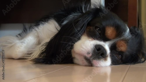 Dog taking a nap (Cavalier King Charles Spaniel)