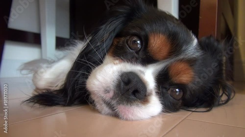 Dog taking a nap (Cavalier King Charles Spaniel)