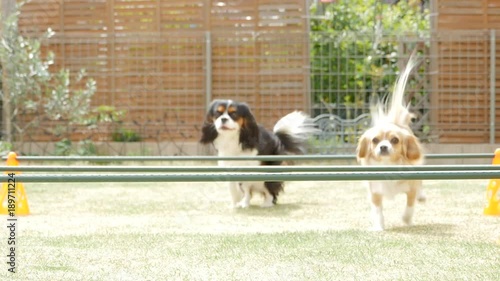 Dogs challenging the jump bar (Cavalier King Charles Spaniel and Mixed Breed)