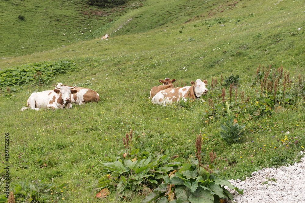 Cows are lying in the meadow in the bavarian alps, Germany