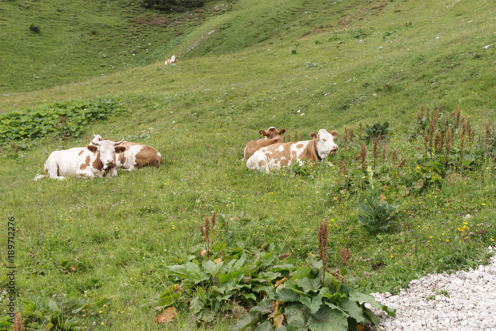 Obraz premium Cows are lying in the meadow in the bavarian alps, Germany