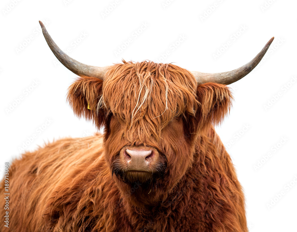 Scottish highland cattle  isolated