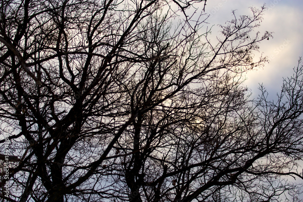 Bare branches of trees at sunrise in the morning Bare branches of trees at sunrise in the morning