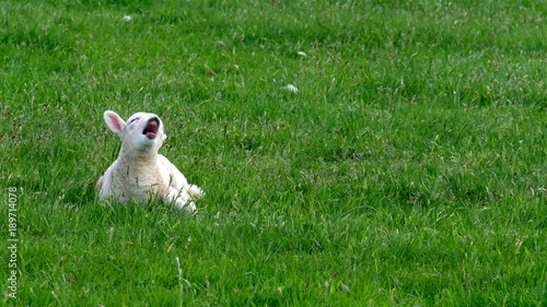 Cute little lamb waking up and yawning