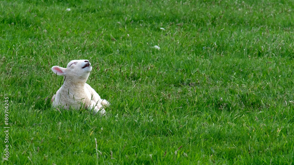 Cute little lamb waking up and yawning Cute little lamb waking up and yawning